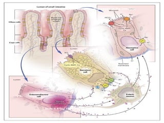 ACUTE AND CHRONIC DIARRHEOA IN ADULTS.ppt