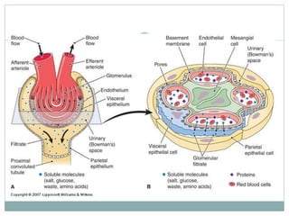 Acute and chronic glomerulonephritis | PPT