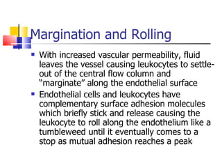Margination and Rolling With increased vascular permeability, fluid leaves the vessel causing leukocytes to settle-out of the central flow column and “marginate” along the endothelial surface Endothelial cells and leukocytes have complementary surface adhesion molecules which briefly stick and release causing the leukocyte to roll along the endothelium like a tumbleweed until it eventually comes to a stop as mutual adhesion reaches a peak 
