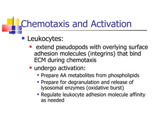 Chemotaxis and Activation Leukocytes: extend pseudopods with overlying surface adhesion molecules (integrins) that bind ECM during chemotaxis undergo activation: Prepare AA metabolites from phospholipids Prepare for degranulation and release of lysosomal enzymes (oxidative burst) Regulate leukocyte adhesion molecule affinity as needed 