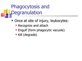 Phagocytosis and Degranulation Once at site of injury, leukocytes: Recognize and attach Engulf (form phagocytic vacuole) Kill (degrade) 