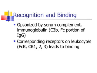 Recognition and Binding Opsonized by serum complement, immunoglobulin (C3b, Fc portion of IgG) Corresponding receptors on leukocytes (FcR, CR1, 2, 3) leads to binding 