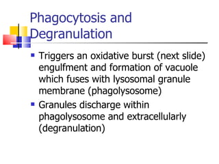 Phagocytosis and Degranulation Triggers an oxidative burst (next slide) engulfment and formation of vacuole which fuses with lysosomal granule membrane (phagolysosome) Granules discharge within phagolysosome and extracellularly (degranulation) 