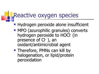 Reactive oxygen species Hydrogen peroxide alone insufficient MPO (azurophilic granules) converts hydrogen peroxide to HOCl -  (in presence of Cl -  ), an oxidant/antimicrobial agent Therefore, PMNs can kill by halogenation, or lipid/protein peroxidation 
