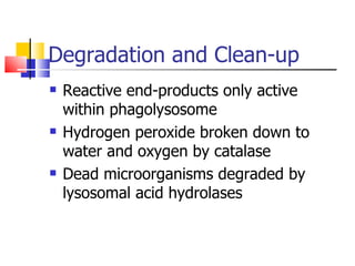 Degradation and Clean-up Reactive end-products only active within phagolysosome Hydrogen peroxide broken down to water and oxygen by catalase Dead microorganisms degraded by lysosomal acid hydrolases 