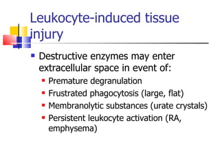 Leukocyte-induced tissue injury Destructive enzymes may enter extracellular space in event of: Premature degranulation Frustrated phagocytosis (large, flat) Membranolytic substances (urate crystals) Persistent leukocyte activation (RA, emphysema) 