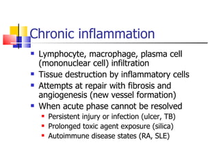 Chronic inflammation Lymphocyte, macrophage, plasma cell (mononuclear cell) infiltration Tissue destruction by inflammatory cells Attempts at repair with fibrosis and angiogenesis (new vessel formation) When acute phase cannot be resolved Persistent injury or infection (ulcer, TB) Prolonged toxic agent exposure (silica) Autoimmune disease states (RA, SLE) 
