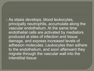 As stasis develops, blood leukocytes,
principally neutrophils, accumulate along the
vascular endothelium. At the same time
endothelial cells are activated by mediators
produced at sites of infection and tissue
damage, and express increased levels of
adhesion molecules. Leukocytes then adhere
to the endothelium, and soon afterward they
migrate through the vascular wall into the
interstitial tissue
 