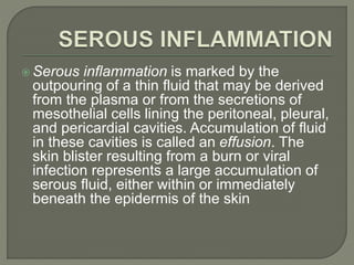 Serous inflammation is marked by the
outpouring of a thin fluid that may be derived
from the plasma or from the secretions of
mesothelial cells lining the peritoneal, pleural,
and pericardial cavities. Accumulation of fluid
in these cavities is called an effusion. The
skin blister resulting from a burn or viral
infection represents a large accumulation of
serous fluid, either within or immediately
beneath the epidermis of the skin
 