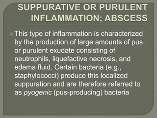 This type of inflammation is characterized
by the production of large amounts of pus
or purulent exudate consisting of
neutrophils, liquefactive necrosis, and
edema fluid. Certain bacteria (e.g.,
staphylococci) produce this localized
suppuration and are therefore referred to
as pyogenic (pus-producing) bacteria
 