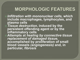  Infiltration with mononuclear cells, which
include macrophages, lymphocytes, and
plasma cells
 Tissue destruction, induced by the
persistent offending agent or by the
inflammatory cells
 Attempts at healing by connective tissue
replacement of damaged tissue,
accomplished by proliferation of small
blood vessels (angiogenesis) and, in
particular, fibrosis
 