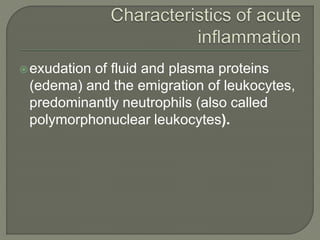 exudation of fluid and plasma proteins
(edema) and the emigration of leukocytes,
predominantly neutrophils (also called
polymorphonuclear leukocytes).
 