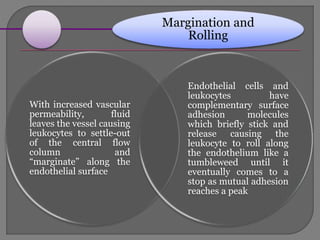 Margination and
Rolling
With increased vascular
permeability, fluid
leaves the vessel causing
leukocytes to settle-out
of the central flow
column and
“marginate” along the
endothelial surface
Endothelial cells and
leukocytes have
complementary surface
adhesion molecules
which briefly stick and
release causing the
leukocyte to roll along
the endothelium like a
tumbleweed until it
eventually comes to a
stop as mutual adhesion
reaches a peak
 