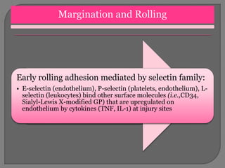Margination and Rolling
Early rolling adhesion mediated by selectin family:
• E-selectin (endothelium), P-selectin (platelets, endothelium), L-
selectin (leukocytes) bind other surface molecules (i.e.,CD34,
Sialyl-Lewis X-modified GP) that are upregulated on
endothelium by cytokines (TNF, IL-1) at injury sites
 