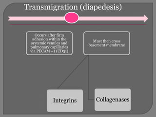 Transmigration (diapedesis)
Occurs after firm
adhesion within the
systemic venules and
pulmonary capillaries
via PECAM –1 (CD31)
Must then cross
basement membrane
CollagenasesIntegrins
 