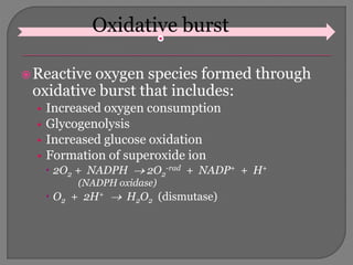 Oxidative burst
Reactive oxygen species formed through
oxidative burst that includes:
• Increased oxygen consumption
• Glycogenolysis
• Increased glucose oxidation
• Formation of superoxide ion
 2O2 + NADPH  2O2
-rad + NADP+ + H+
(NADPH oxidase)
 O2 + 2H+  H2O2 (dismutase)
 