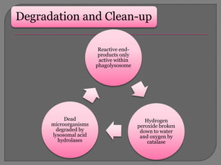 Degradation and Clean-up
Reactive end-
products only
active within
phagolysosome
Hydrogen
peroxide broken
down to water
and oxygen by
catalase
Dead
microorganisms
degraded by
lysosomal acid
hydrolases
 