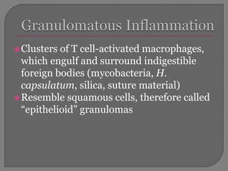 Clusters of T cell-activated macrophages,
which engulf and surround indigestible
foreign bodies (mycobacteria, H.
capsulatum, silica, suture material)
Resemble squamous cells, therefore called
“epithelioid” granulomas
 