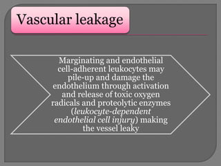 Vascular leakage
Marginating and endothelial
cell-adherent leukocytes may
pile-up and damage the
endothelium through activation
and release of toxic oxygen
radicals and proteolytic enzymes
(leukocyte-dependent
endothelial cell injury) making
the vessel leaky
 