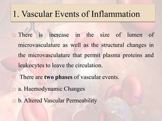1. Vascular Events of Inflammation
 There is increase in the size of lumen of
microvasculature as well as the structural changes in
the microvasculature that permit plasma proteins and
leukocytes to leave the circulation.
 There are two phases of vascular events.
 a. Haemodynamic Changes
 b. Altered Vascular Permeability
 