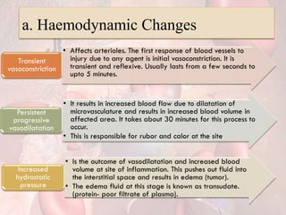 a. Haemodynamic Changes
• Affects arterioles. The first response of blood vessels to
injury due to any agent is initial vasoconstriction. It is
transient and reflexive. Usually lasts from a few seconds to
upto 5 minutes.
Transient
vasoconstriction
• It results in increased blood flow due to dilatation of
microvasculature and results in increased blood volume in
affected area. It takes about 30 minutes for this process to
occur.
• This is responsible for rubor and calor at the site
Persistent
progressive
vasodilatation
• Is the outcome of vasodilatation and increased blood
volume at site of inflammation. This pushes out fluid into
the interstitial space and results in edema (tumor).
• The edema fluid at this stage is known as transudate.
(protein- poor filtrate of plasma).
Increased
hydrostatic
pressure
 