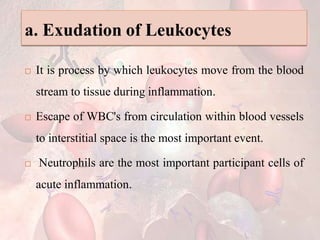 a. Exudation of Leukocytes
 It is process by which leukocytes move from the blood
stream to tissue during inflammation.
 Escape of WBC's from circulation within blood vessels
to interstitial space is the most important event.
 Neutrophils are the most important participant cells of
acute inflammation.
 
