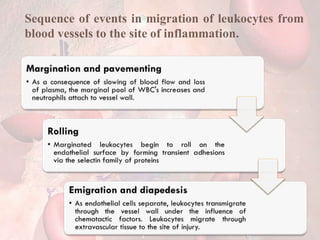 Sequence of events in migration of leukocytes from
blood vessels to the site of inflammation.
 
