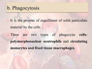 b. Phagocytosis
 It is the process of engulfment of solid particulate
material by the cells.
 There are two types of phagocytic cells-
polymorphonuclear neutrophils and circulating
monocytes and fixed tissue macrophages.
 