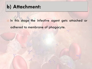 b) Attachment:
 In this stage the infective agent gets attached or
adhered to membrane of phagocyte.
 