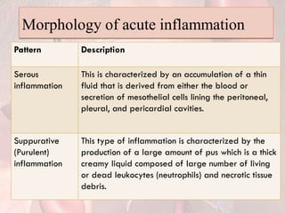Morphology of acute inflammation
Pattern Description
Serous
inflammation
This is characterized by an accumulation of a thin
fluid that is derived from either the blood or
secretion of mesothelial cells lining the peritoneal,
pleural, and pericardial cavities.
Suppurative
(Purulent)
inflammation
This type of inflammation is characterized by the
production of a large amount of pus which is a thick
creamy liquid composed of large number of living
or dead leukocytes (neutrophils) and necrotic tissue
debris.
 