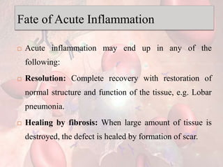 Fate of Acute Inflammation
 Acute inflammation may end up in any of the
following:
 Resolution: Complete recovery with restoration of
normal structure and function of the tissue, e.g. Lobar
pneumonia.
 Healing by fibrosis: When large amount of tissue is
destroyed, the defect is healed by formation of scar.
 