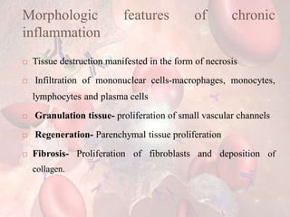 Morphologic features of chronic
inflammation
 Tissue destruction manifested in the form of necrosis
 Infiltration of mononuclear cells-macrophages, monocytes,
lymphocytes and plasma cells
 Granulation tissue- proliferation of small vascular channels
 Regeneration- Parenchymal tissue proliferation
 Fibrosis- Proliferation of fibroblasts and deposition of
collagen.
 