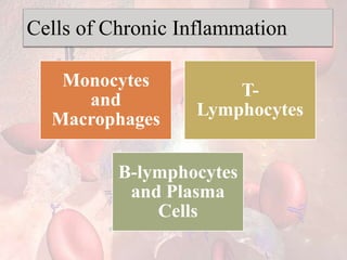 Cells of Chronic Inflammation
Monocytes
and
Macrophages
T-
Lymphocytes
B-lymphocytes
and Plasma
Cells
 