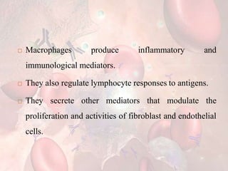  Macrophages produce inflammatory and
immunological mediators.
 They also regulate lymphocyte responses to antigens.
 They secrete other mediators that modulate the
proliferation and activities of fibroblast and endothelial
cells.
 