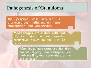 Pathogenesis of Granuloma
The principle cells involved in
granulomatous inflammation are
macrophages and lymphocytes.
Macrophages are mobile cells that
migrate into the extravascular
connective tissues to the site of
injury.
After ingesting substances that they
cannot digest, macrophages lose
their motility, and accumulate at the
site of injury
 
