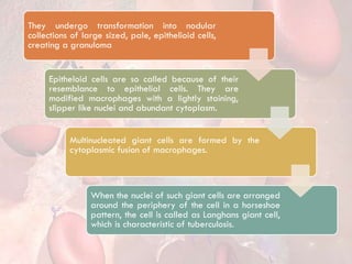 They undergo transformation into nodular
collections of large sized, pale, epithelioid cells,
creating a granuloma
Epitheloid cells are so called because of their
resemblance to epithelial cells. They are
modified macrophages with a lightly staining,
slipper like nuclei and abundant cytoplasm.
Multinucleated giant cells are formed by the
cytoplasmic fusion of macrophages.
When the nuclei of such giant cells are arranged
around the periphery of the cell in a horseshoe
pattern, the cell is called as Langhans giant cell,
which is characteristic of tuberculosis.
 