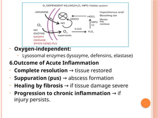 Comprehensive Overview of Acute and Chronic Inflammation Mechanisms and ...
