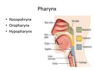 Pharynx
• Nasopahrynx
• Oropharynx
• Hypopharynx
 