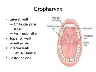 Oropharynx
• Lateral wall
– Ant faucial pillar
– Tonsil
– Post faucial pillar
• Superior wall
– Soft palate
• Inferior wall
– Post 1/3 tongue
• Posterior wall
 