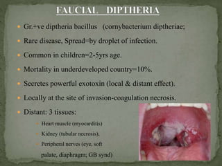  Gr.+ve diptheria bacillus (cornybacterium diptheriae;
 Rare disease, Spread=by droplet of infection.
 Common in children=2-5yrs age.
 Mortality in underdeveloped country=10%.
 Secretes powerful exotoxin (local & distant effect).
 Locally at the site of invasion-coagulation necrosis.
 Distant: 3 tissues:
 Heart muscle (myocarditis)
 Kidney (tubular necrosis),
 Peripheral nerves (eye, soft
palate, diaphragm; GB synd)
 