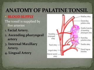  BLOOD SUPPLY
The tonsil is supplied by
five arteries
1. Facial Artery.
2. Ascending pharyngeal
artery
3. Internal Maxillary
Artery.
4. Lingual Artery
 