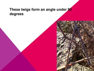 These twigs form an angle under 90
degrees
 
