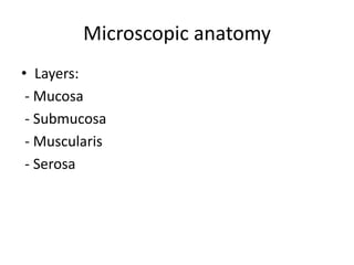 Microscopic anatomy
• Layers:
- Mucosa
- Submucosa
- Muscularis
- Serosa
 