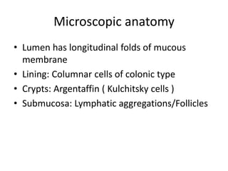 Microscopic anatomy
• Lumen has longitudinal folds of mucous
membrane
• Lining: Columnar cells of colonic type
• Crypts: Argentaffin ( Kulchitsky cells )
• Submucosa: Lymphatic aggregations/Follicles
 