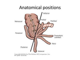 Anatomical positions
 