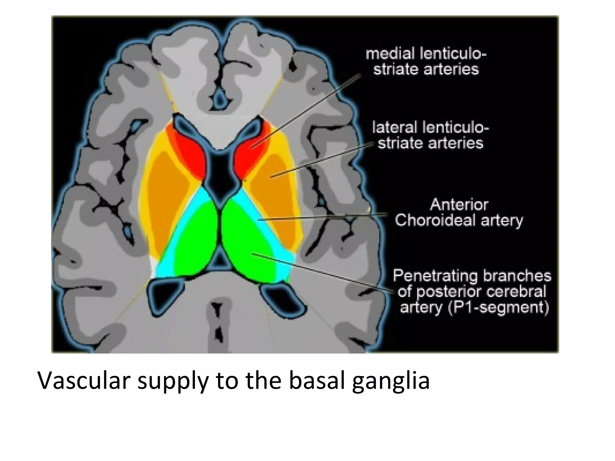 Vascular supply to the basal ganglia
 