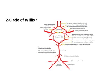 2-Circle of Willis :
 