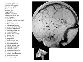 1 superior sagittal sinus
2 inferior sagittal sinus
3 torcular herophili
4 transverse sinus
5 sigmoid sinus
6 jugular bulb
7 internal jugular vein
8 superficial cortical vein
9 vein of Trolard
10 vein of Labbé
11 superficial middle cerebral vein
12 septal vein
13 thalamostriate vein
14 internal cerebral vein
15 great cerebral vein of Galen
16 basal vein of Rosenthal
17 inferior ventricular vein
18 medial atrial vein
20 anterior caudate vein
21 terminal vein
22 direct lateral vein
24 straight sinus
25 sphenoparietal sinus
26 cavernous sinus
28 clival venous plexus
29 superior petrosal sinus
30 inferior petrosal sinus
46 suboccipital veins
47 pterygoid venous plexus
48 true venous angle
51 superior ophthalmic vein
53 sphenopetrosal vein
55 false venous angle
 
