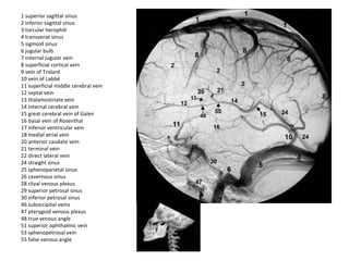 1 superior sagittal sinus
2 inferior sagittal sinus
3 torcular herophili
4 transverse sinus
5 sigmoid sinus
6 jugular bulb
7 internal jugular vein
8 superficial cortical vein
9 vein of Trolard
10 vein of Labbé
11 superficial middle cerebral vein
12 septal vein
13 thalamostriate vein
14 internal cerebral vein
15 great cerebral vein of Galen
16 basal vein of Rosenthal
17 inferior ventricular vein
18 medial atrial vein
20 anterior caudate vein
21 terminal vein
22 direct lateral vein
24 straight sinus
25 sphenoparietal sinus
26 cavernous sinus
28 clival venous plexus
29 superior petrosal sinus
30 inferior petrosal sinus
46 suboccipital veins
47 pterygoid venous plexus
48 true venous angle
51 superior ophthalmic vein
53 sphenopetrosal vein
55 false venous angle
 