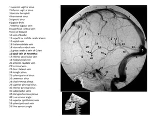 1 superior sagittal sinus
2 inferior sagittal sinus
3 torcular herophili
4 transverse sinus
5 sigmoid sinus
6 jugular bulb
7 internal jugular vein
8 superficial cortical vein
9 vein of Trolard
10 vein of Labbé
11 superficial middle cerebral vein
12 septal vein
13 thalamostriate vein
14 internal cerebral vein
15 great cerebral vein of Galen
16 basal vein of Rosenthal
17 inferior ventricular vein
18 medial atrial vein
20 anterior caudate vein
21 terminal vein
22 direct lateral vein
24 straight sinus
25 sphenoparietal sinus
26 cavernous sinus
28 clival venous plexus
29 superior petrosal sinus
30 inferior petrosal sinus
46 suboccipital veins
47 pterygoid venous plexus
48 true venous angle
51 superior ophthalmic vein
53 sphenopetrosal vein
55 false venous angle
 
